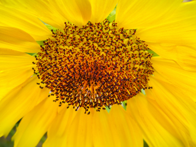 Small sunflower at 2 Cats