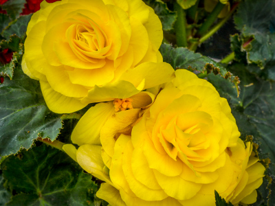 Stunning double begonias at the Dead River Company office