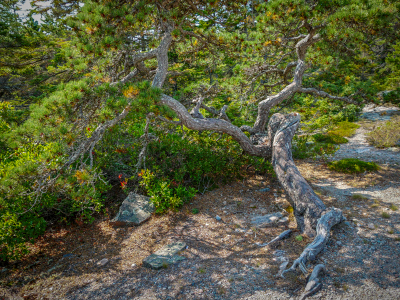 Small pine at Wonderland