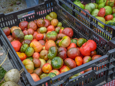 Heirloom tomatoes