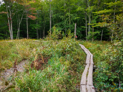 Bogwalk section of the Canon Brook Trail