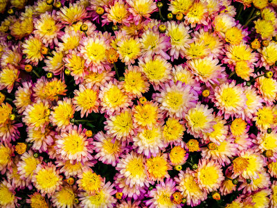 Mums on the street in Bar Harbor