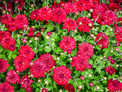 Mums on the street in Bar Harbor