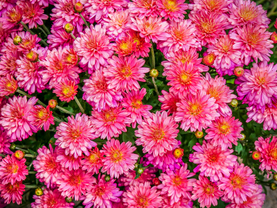 Mums on the street in Bar Harbor