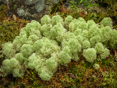 Reindeer moss (actually lichen)