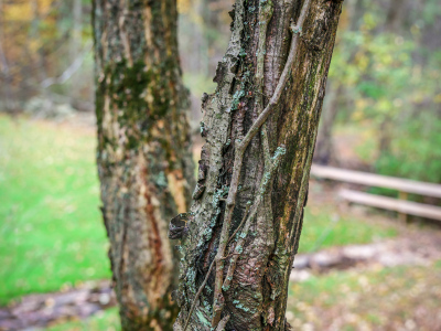 Vine and lichen