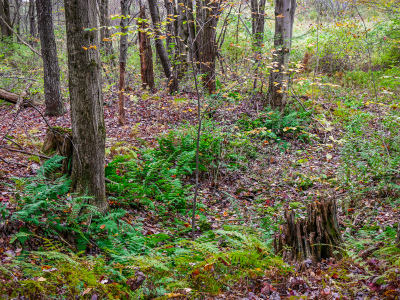 Bright green bracken