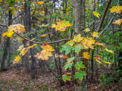 Splotches of color