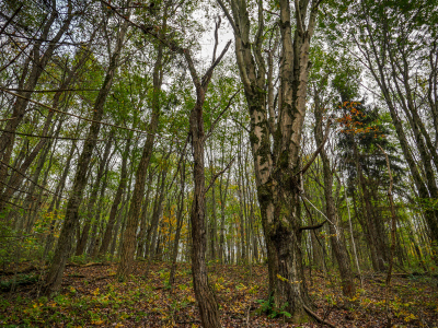 Deep dark fall woods