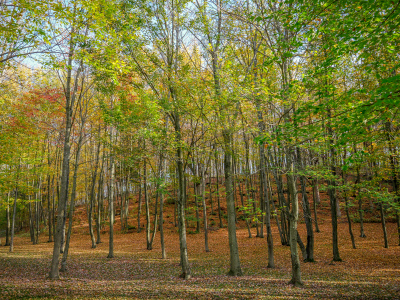 A rainbow in the woods!