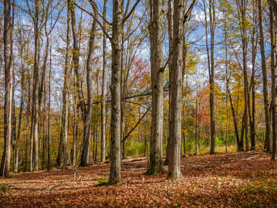 Mid-autumn scenery