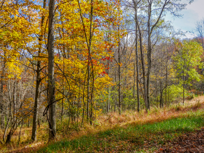 The sunlight emphasizes the bright colors of the leaves.