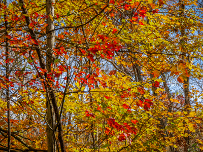 Red and yellow contrast