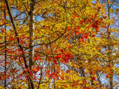 Red and yellow contrast