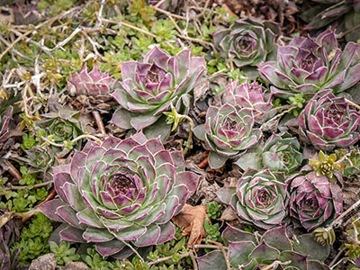 Hens & chicks and sedum in winter