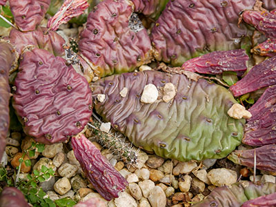 A prickly pear seedling among the adults