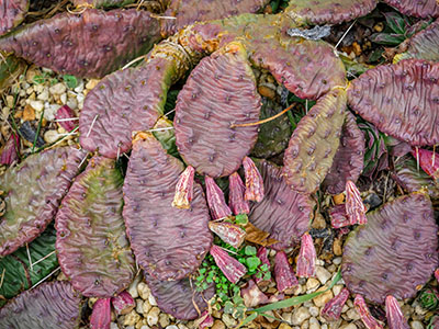 Prickly pear cactus in winter dormancy