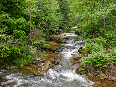 The creek is high after all the rain we’ve had lately.