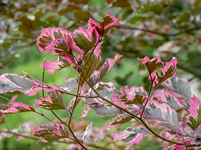 Pretty pink foliage