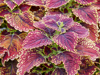 Colorful coleus