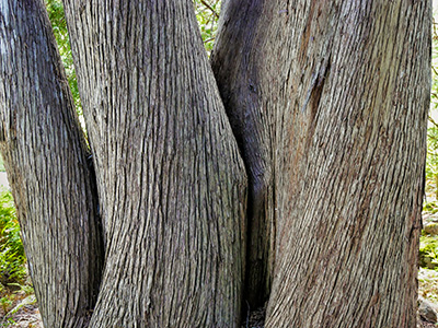 This unusual tree resides at the entrance to Thuya Lodge & Gardens.