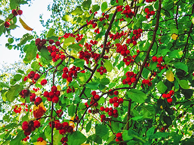 Unknown tree with bright red berries