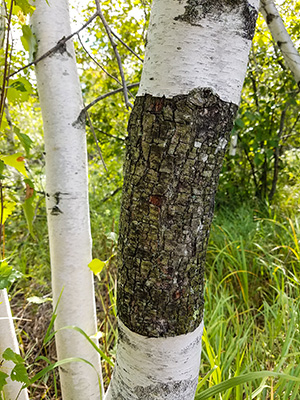 Zhanna is intrigued by the unusual textures beneath the outer bark.