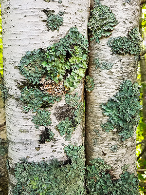 Blue-green lichen on paper birch