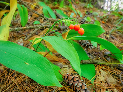 Lily of the Valley berries