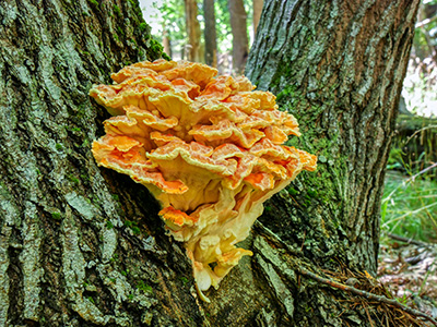 “Chicken Mushroom”, not to be confused with “Hen of the Woods”