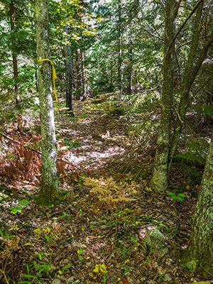 Zhanna thinks she found the abandoned Green & Black Trail.