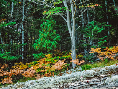 Ferns, pine, moss and maple along the carriage road