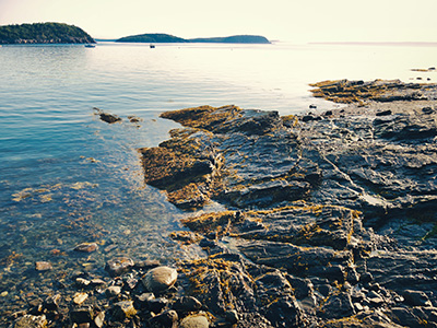 Barnacles clinging to granite in the morning light