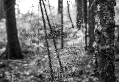 Another one of Rich’s “artsy” photos, this time a dew-covered spider web