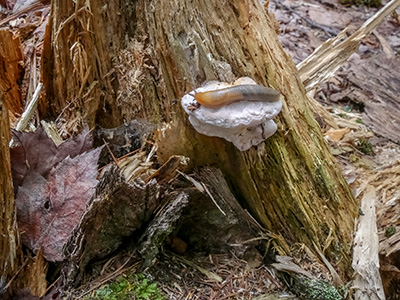 Zhanna’s “artsy” photo—a slug on a fungus