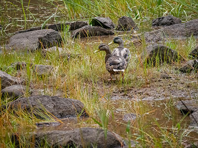 Zhanna captures a charming pair of mallard ducks, Lower Hadlock Pond