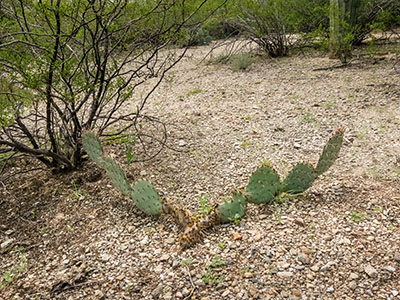 An interestingly bifurcated Opuntia (prickly pear)