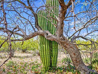 Twin saguaros busting through their nurse tree.