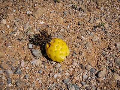 This Ferocactus fruit looks like a little pineapple.