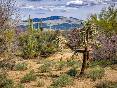 No matter which way you turn, there is always such a variety of cacti!