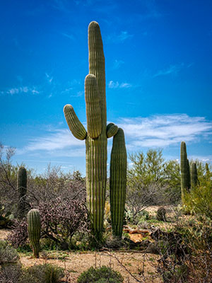 The saguaro stands are quite dense in some spots.