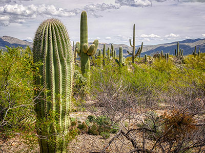 Saguaro and creosote bush everywhere you look