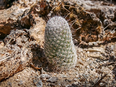 A cute little Mammillaria