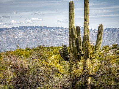 A classic desert scene