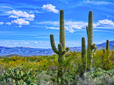 HDR cactus action!