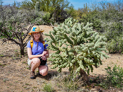 One of the more tame cholla cactus species