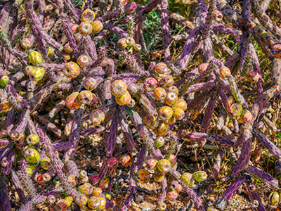 This slender Cylindropuntia (“pencil cholla”) is completely loaded with fruit.