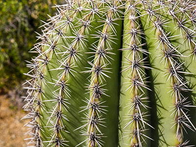 Closeup of saguaro ribs