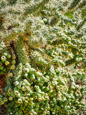 Cholla fruits galore!