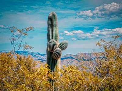 A very cinematic saguaro